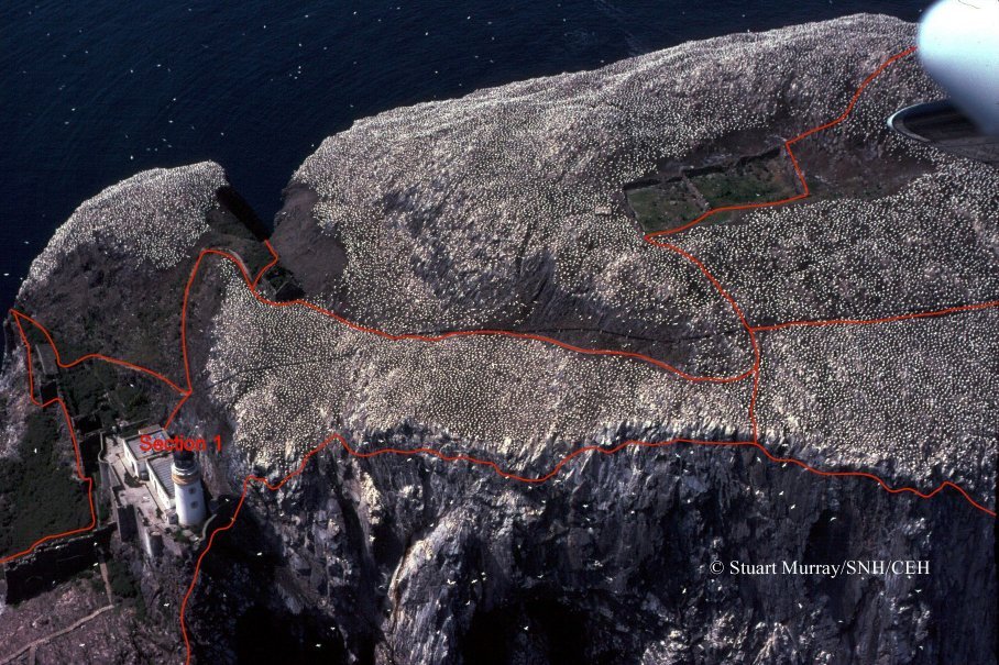 Aerial photo of Gannets on Bass Rock