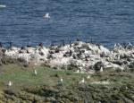 Cormorant colony