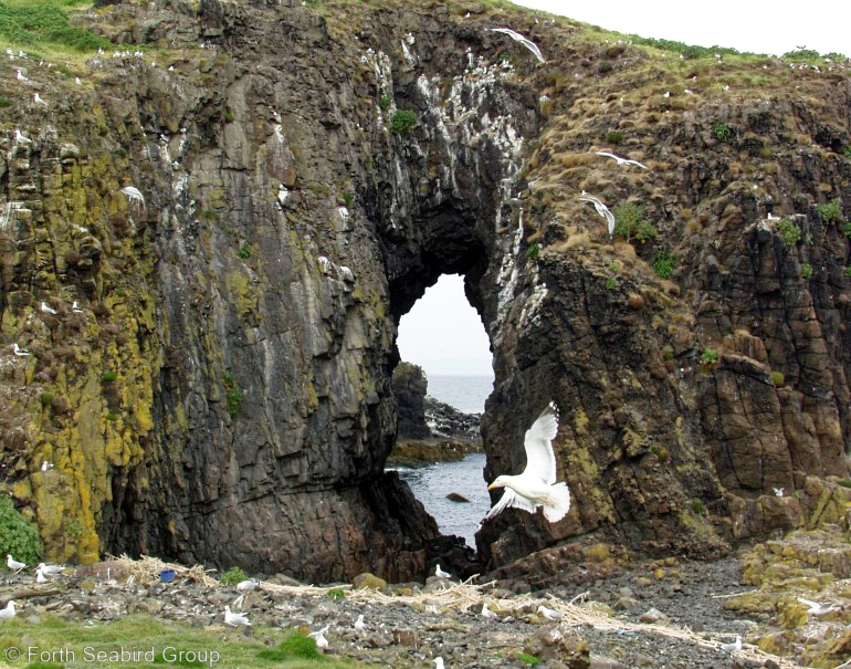 Rock arch on Fidra with kittiwakes nesting above