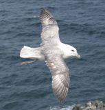 Fulmar Flying