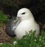 Fulmar on nest