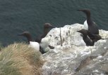 Guillemot with egg