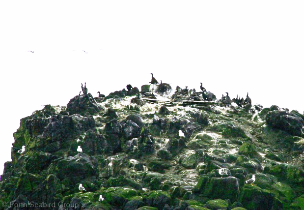 Cormorants nesting on Haystack