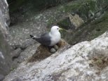 Kittiwake egg