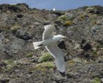 Kittiwake Flying
