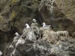 Kittiwake colony