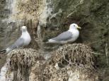 Kittiwake on nest