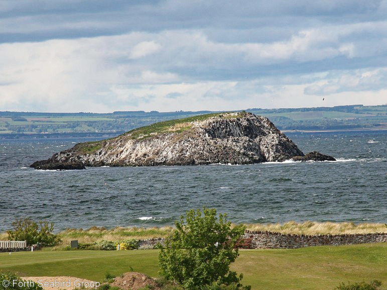 Lamb from the west end of North Berwick