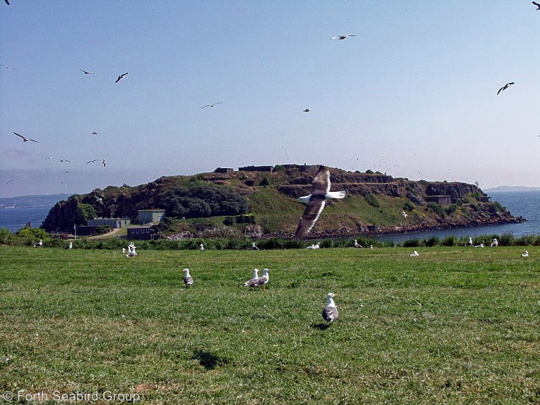 Inchcolm, looking east over area favoured by lesser black-backed gulls