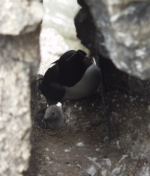 Razorbill chick