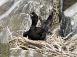 Shag on nest